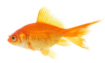 Regular storebought goldfish under normal lighting conditions.