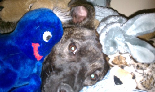 I will destroy all of my stuffed friends one day.