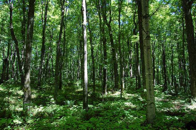Michigan forest.