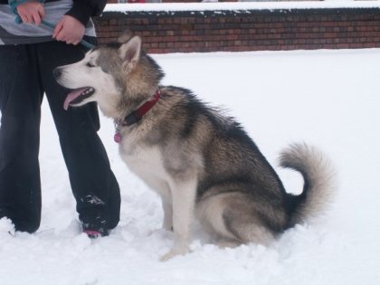 image from dogsblog.com