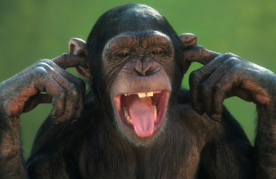 The funniest chimp alive.