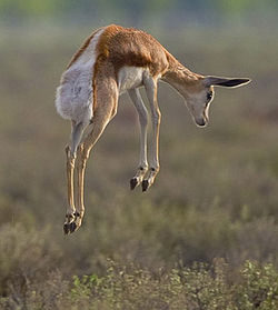 A springbok pronking. Image from wikipedia.