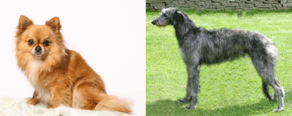 Chihuahua, Scottish Deerhound. Images not to scale.