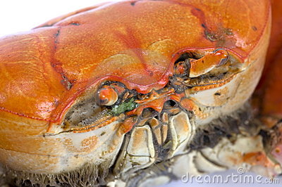 crab-face-12527261