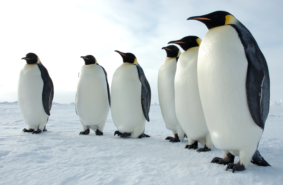 Six Emperor Penguins. Daaaaw. Image from www2.ucar.edu