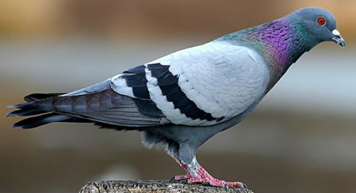The Official Peace Pigeon. I named him Edgar. (oakcityhustle.com)