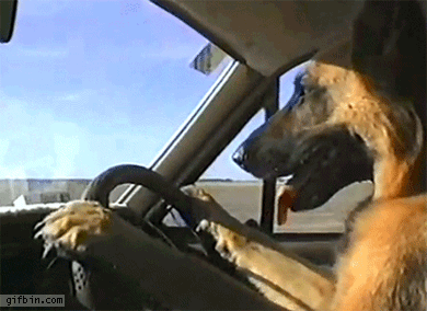 dog_driving_car