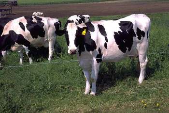 Holstein_cows_large