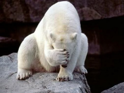 Sometimes, polar bear facepalm is the only appropriate reaction.