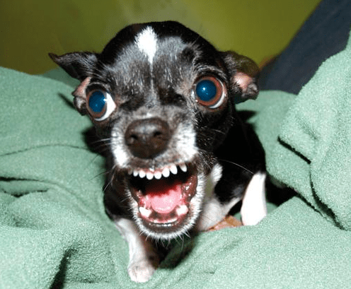 Get off my lawn! (phuketgazette.net)