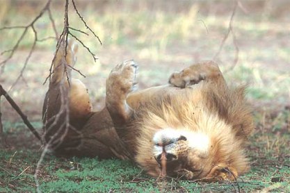 Probably not a threat. (jaytorborg.com)