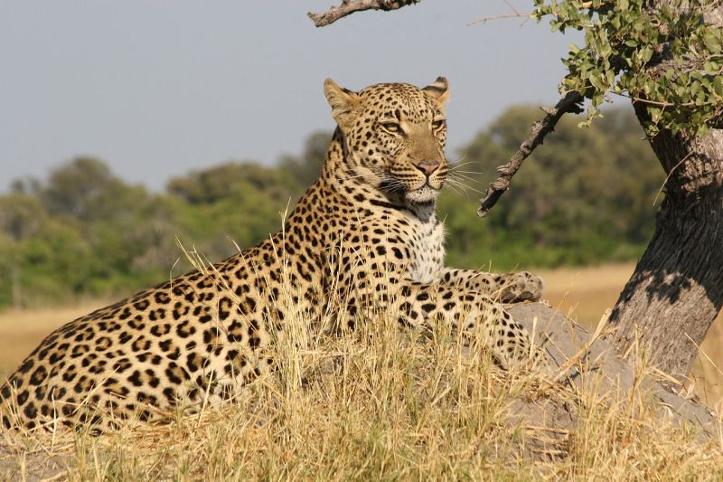 African Leopard  (wikipedia.org)