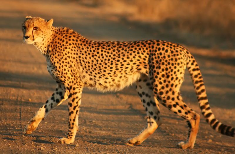 1280px-Cheetah_Kruger