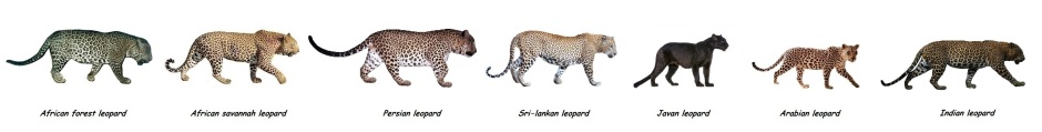 1353699427-leopard-subspecies-comparison-all