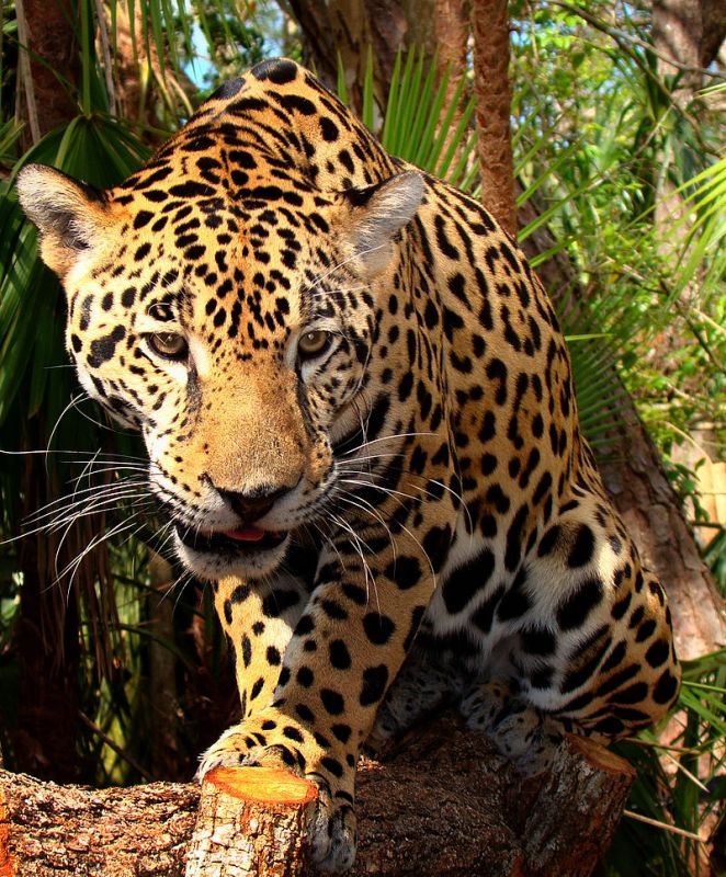 Jaguar (wikipedia.org)