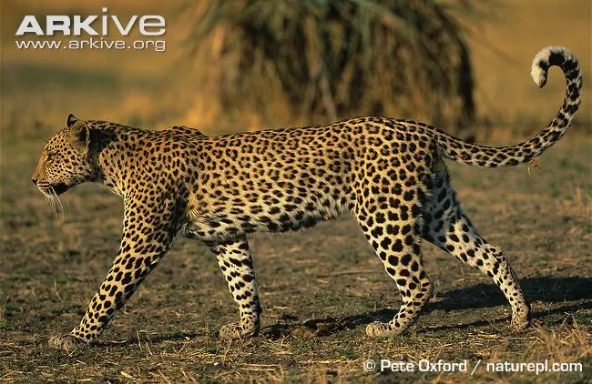 African-leopard-walking
