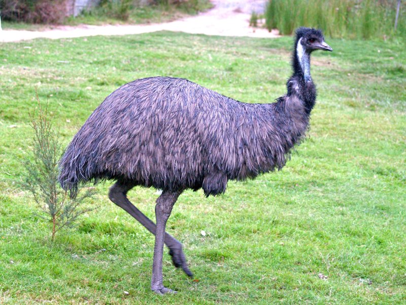 Emu's, a bird considered quite large by most bird standards, are a 7.3 on the bird silliness scale.